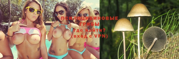 прущие грибы Бородино
